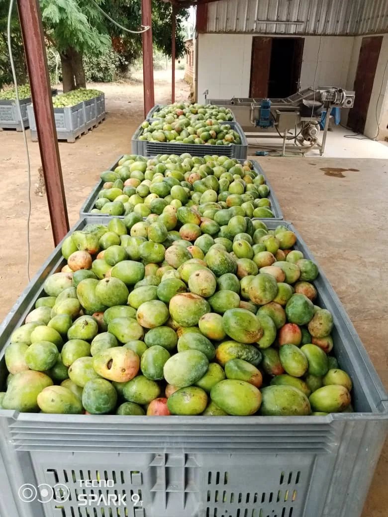 Fruits tropicaux frais