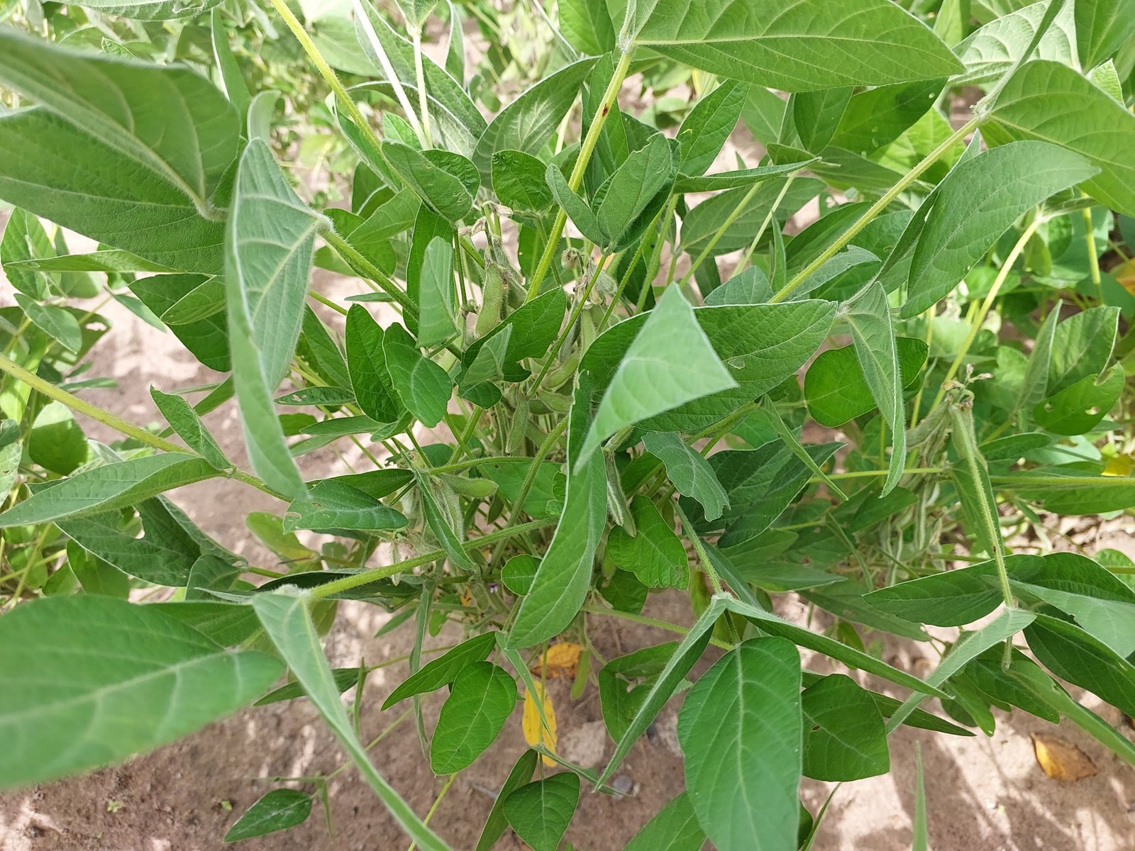Soy