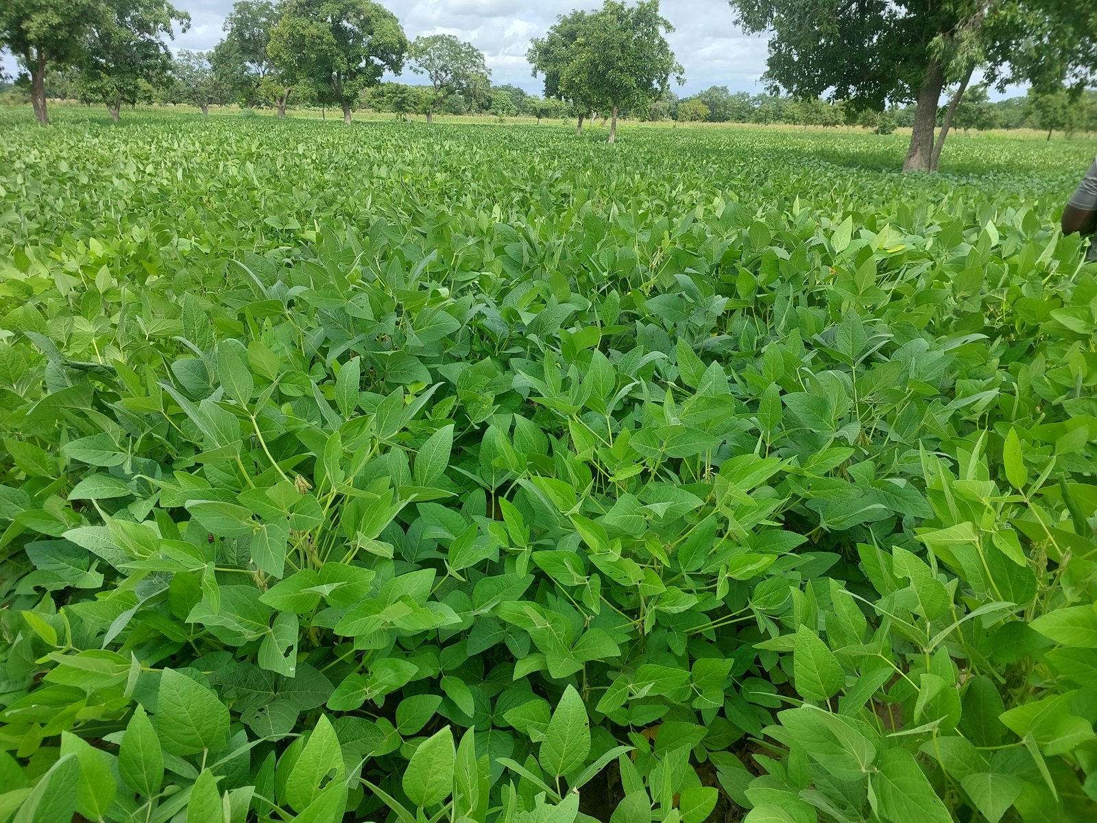 Soy