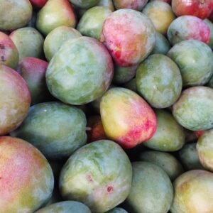 Mangues du Burkina Faso – Variétés Kent, Keitt, Amélie et plus