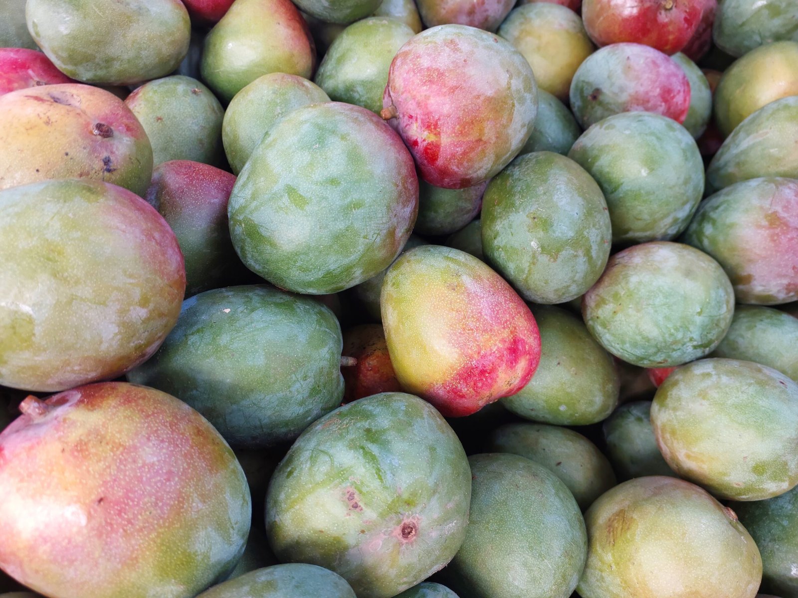 Mangues du Burkina Faso – Variétés Kent, Keitt, Amélie et plus