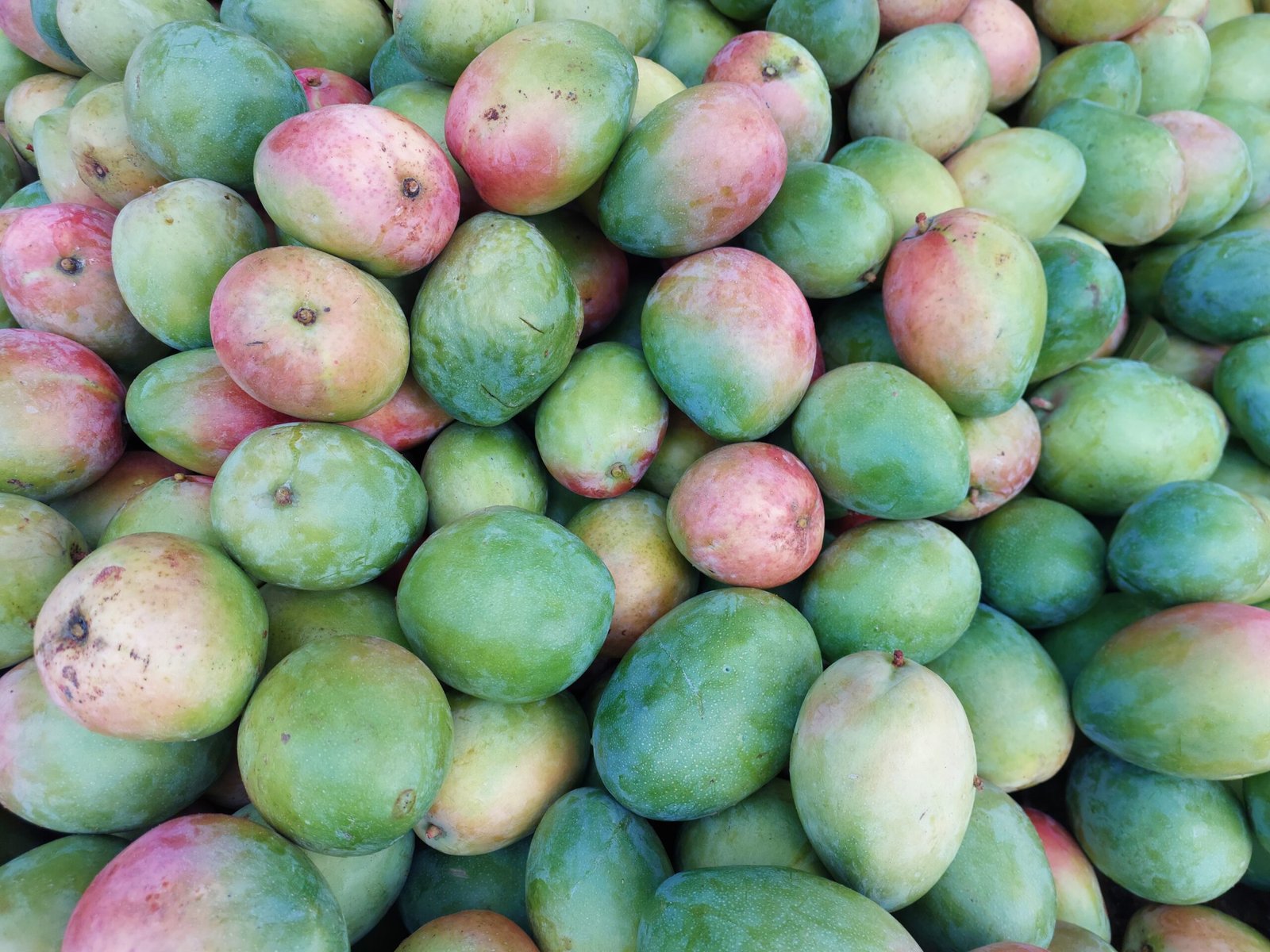 Mangues du Burkina Faso – Variétés Kent, Keitt, Amélie et plus – Image 3