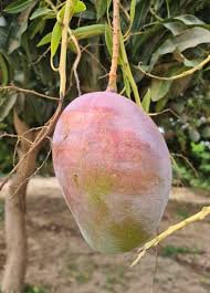 Mangues du Burkina Faso – Variétés Kent, Keitt, Amélie et plus – Image 2