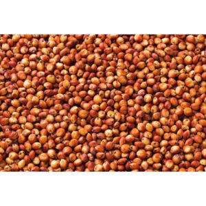 Sorgho du Burkina Faso – Céréale résistante et polyvalente pour alimentation et industrie