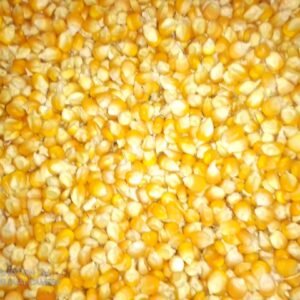 Maïs du Burkina Faso – Variétés blanche et jaune, riche en amidon