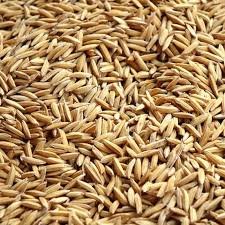 Riz paddy du Burkina Faso – Variétés Orilux et TS2 de haute qualité